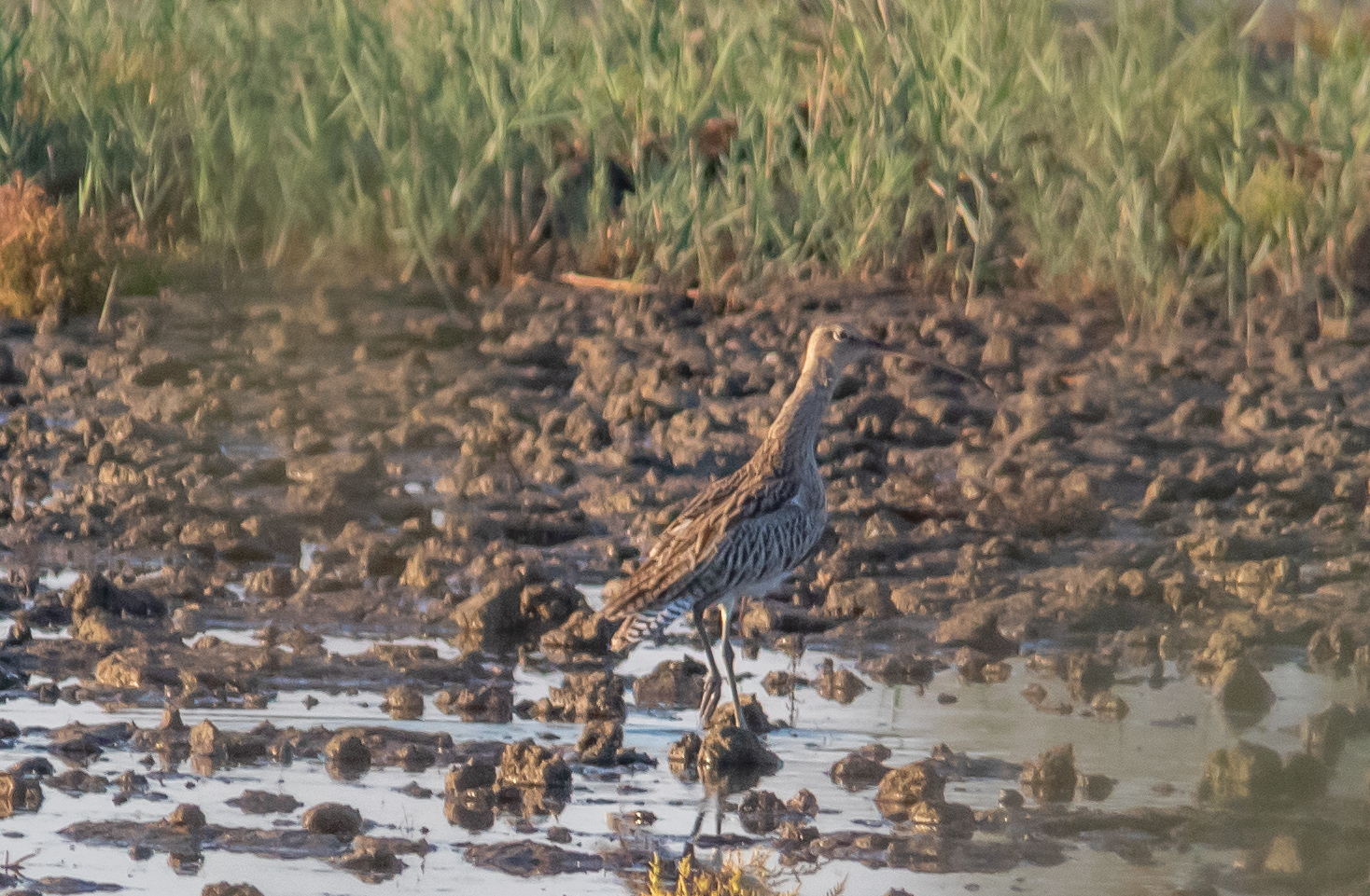 Miniature